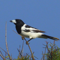 Pied Butcherbird